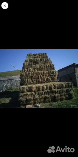 Сено в тюках с поля