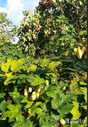 Хмель шишки