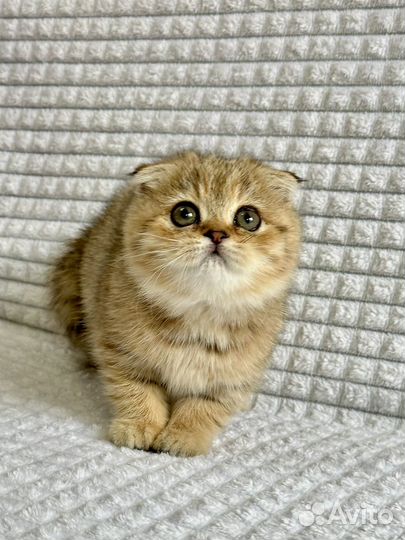 Шотландская вислоухая золотая шиншилла