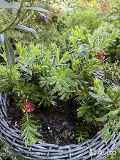 Каллистемон