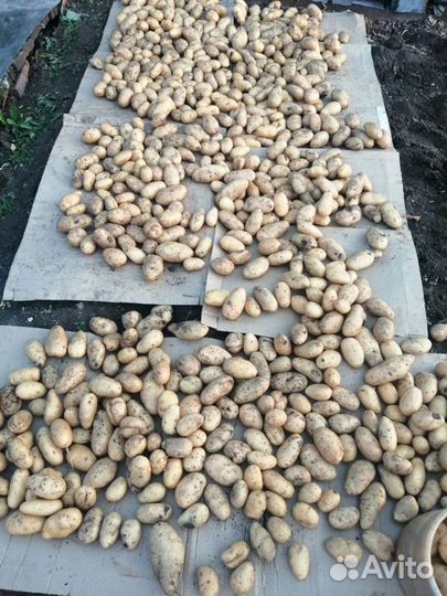 Продам картофель