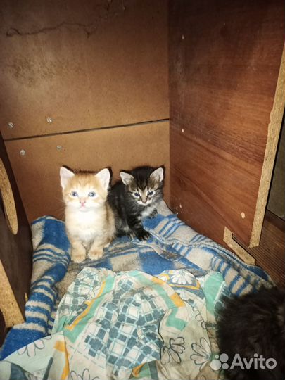 Гроза мышей