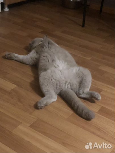 Кот британец