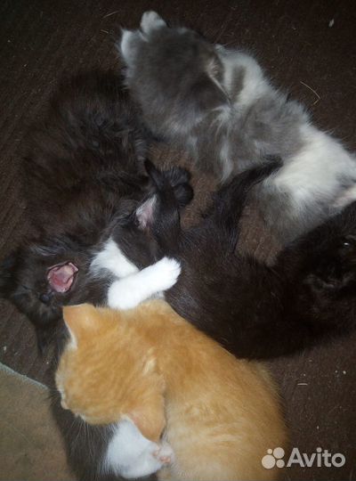 Котята отдам даром