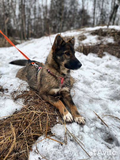 Дружелюбная и ласковая собака из приюта в дар