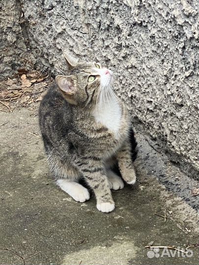 Кошка в дар