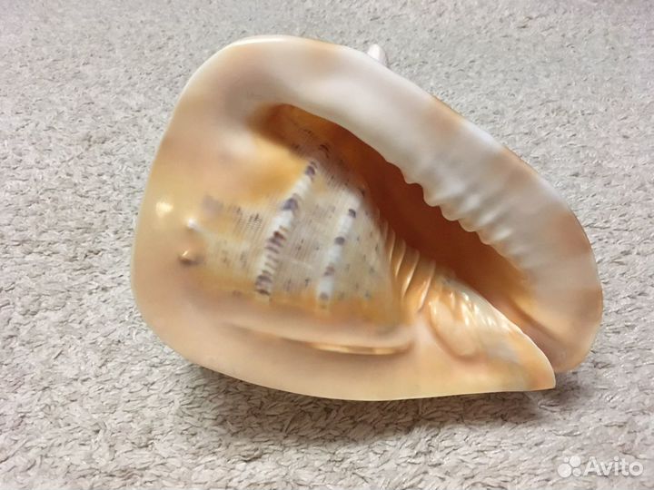 Ракушка интерьерная большая