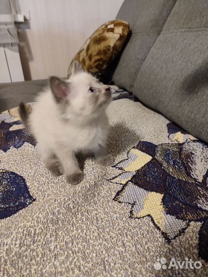 Сиамские котята