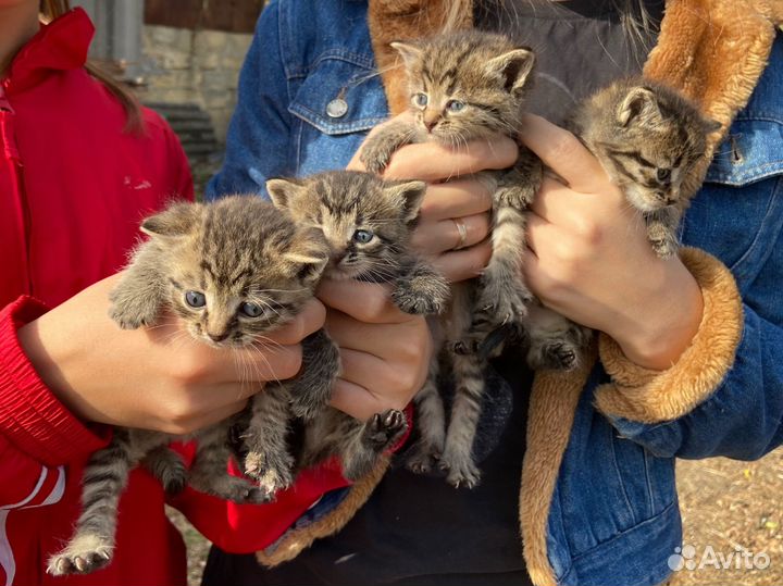 Котята в добрые руки