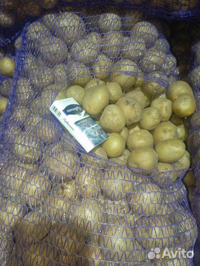 Семейной картофель