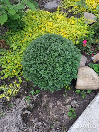 Хризантемы мультифлора