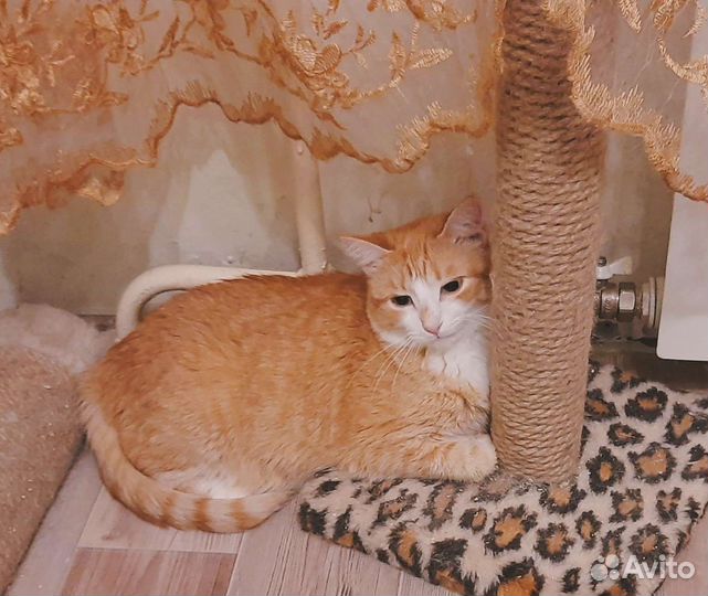 Миниатюрная кошечка