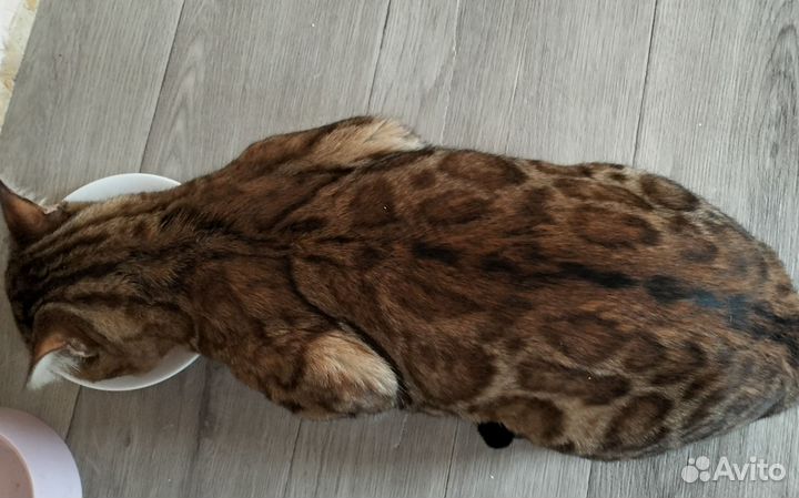 Бенгальский кот