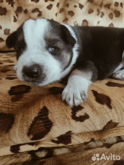 Собака даром