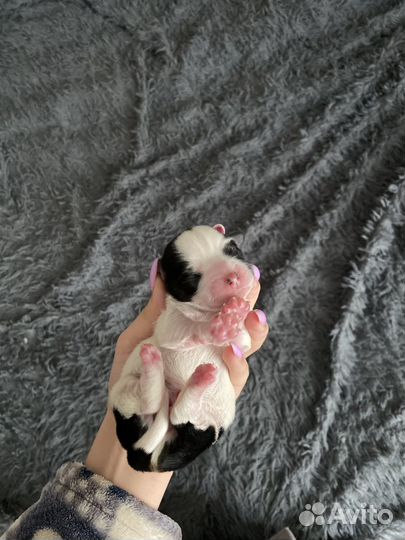 Продаются щенки Помесь Чихуахуа