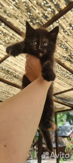 Кошка в дар бесплатно