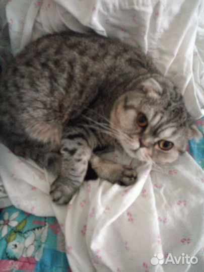 Шотландская вислоухая кошка