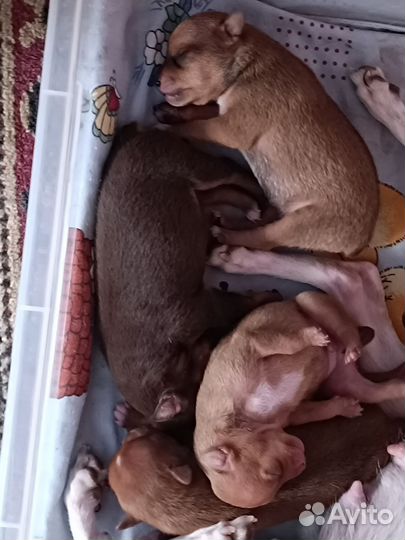 Мини той-терьер