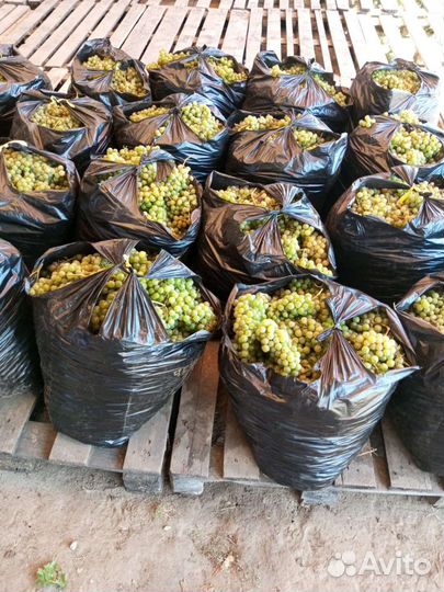 Виноград технический