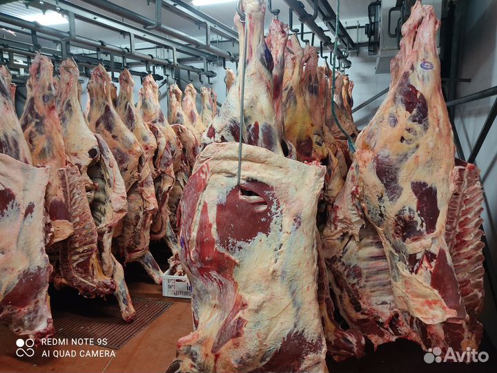 Мясо от производителя, говядина, бара