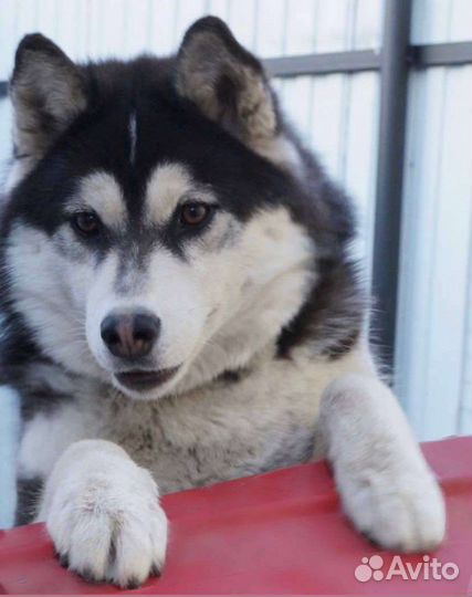 Сибирский хаски