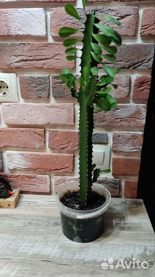 Кактус молочай