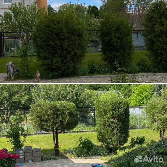 Стрижка кустарников, стрижка живой изгороди