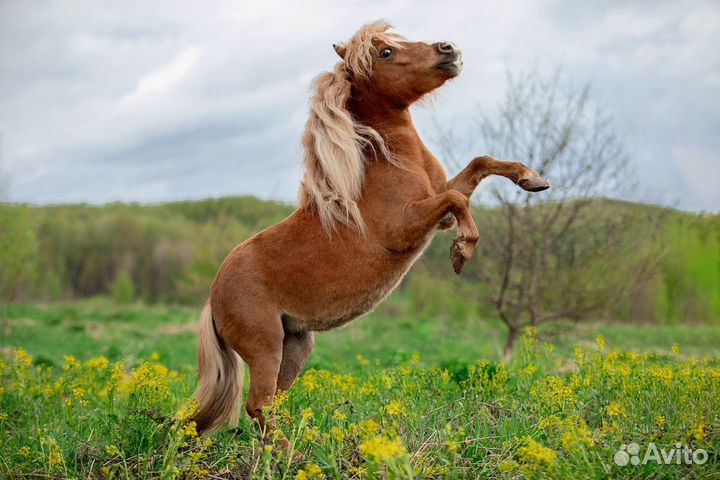 Экскурсия на конюшню