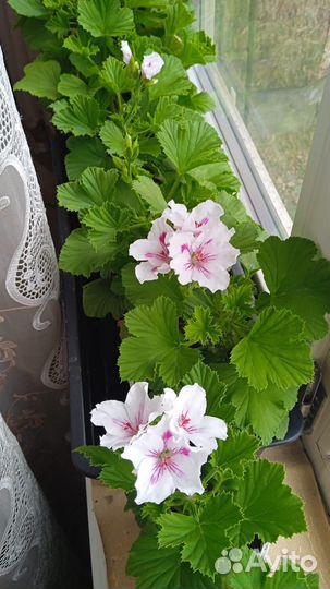 Пеларгония герань королевская