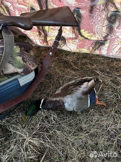 Манные, подсадные утки