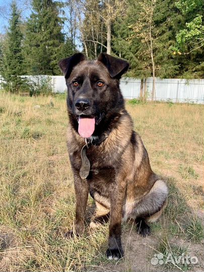 Ласковый пес Багдад ждет родителей