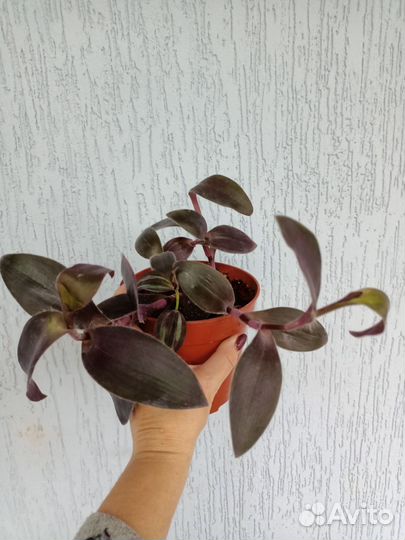 Комнатные растения