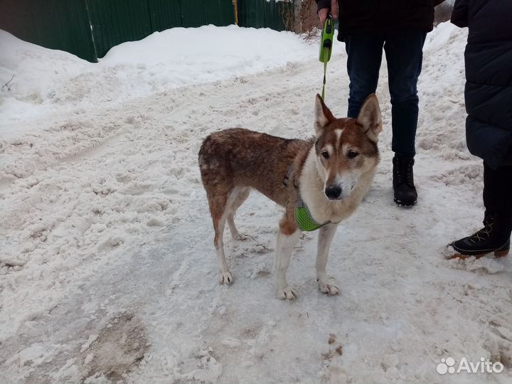 Собака в добрые руки
