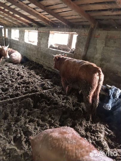 Бычки откормочные
