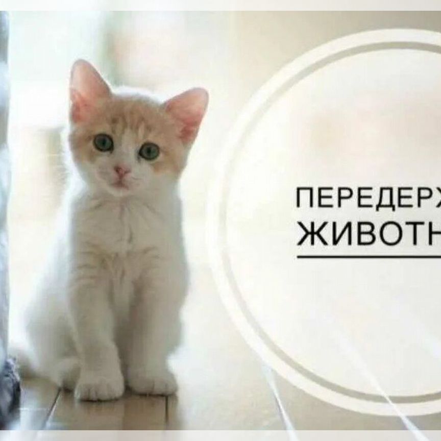 Котята