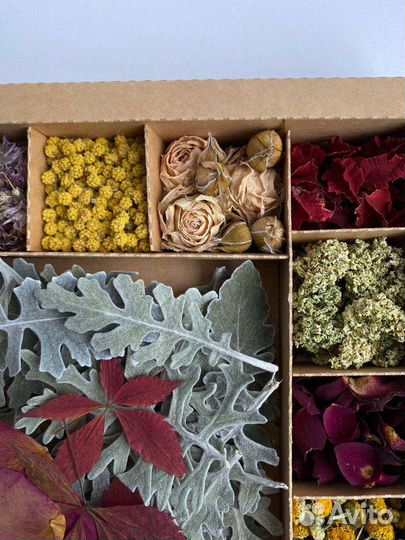 Сухоцветы для творчества
