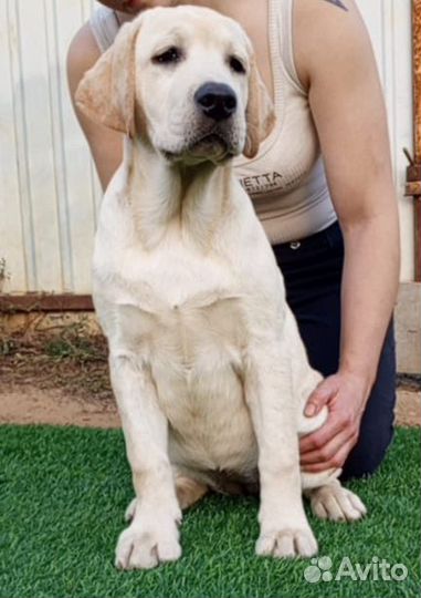 Щенки лабрадора