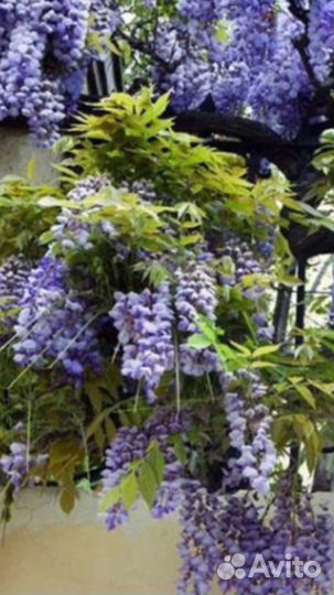 Глициния Blue Moon