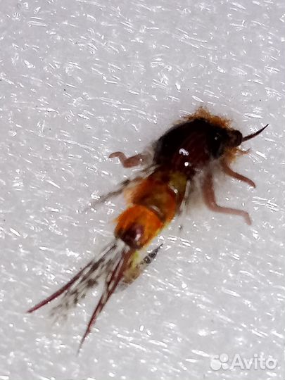 Мушки для ловли ленка и хариуса