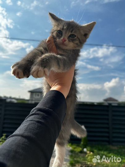 Котята помесь бобтейл британец