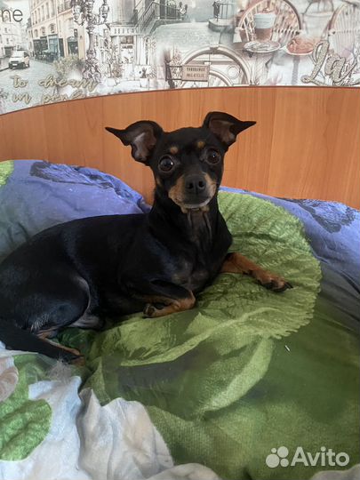 Мини той-терьер щенки