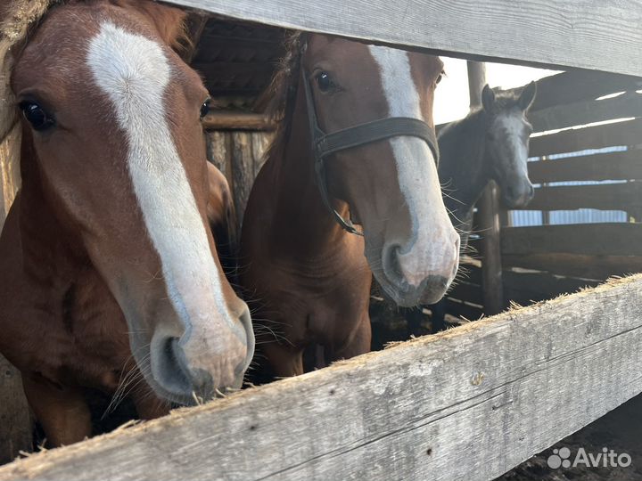 Кобылы жеребец