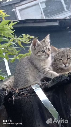 Котятки бесплатно