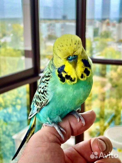 Птенцы Выставочного Волнистого Попугая Чеха Ручные