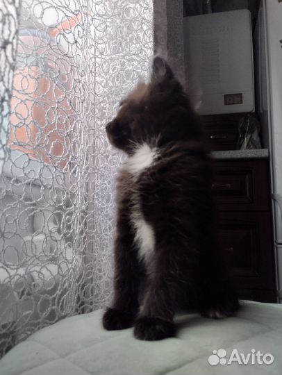 Котята отдам бесплатно