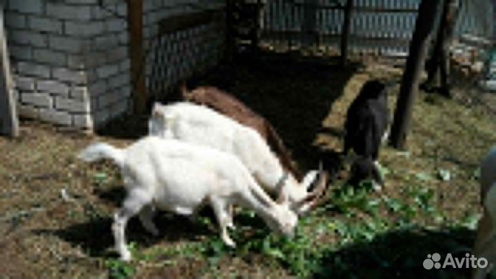 Продаются козлята