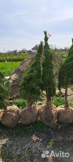 Сосна крымская и Чёрная саженцы, крупномеры