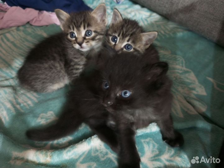 Котенок мальчик