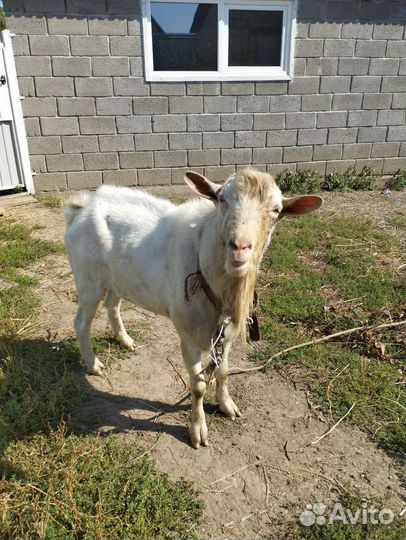 Козел зааненский