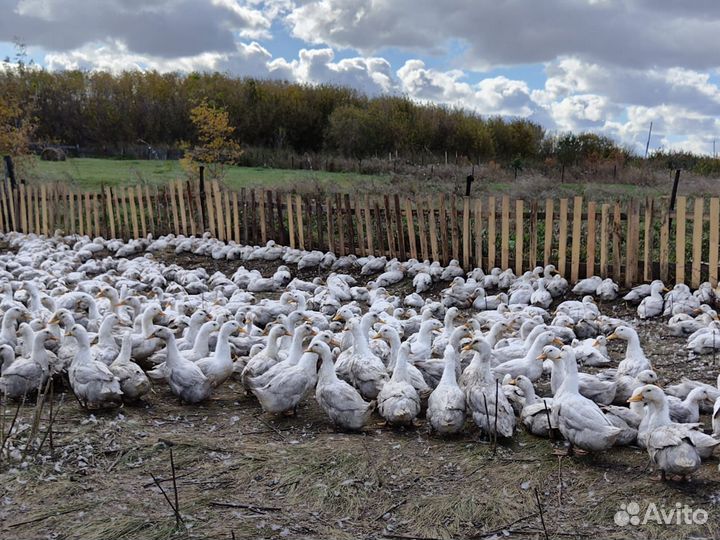 Утка стар 53